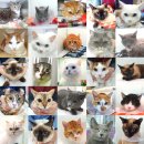 앨리스in동물병원 | 영통 고양이 치과동물병원 추천 받을 때, 수술사례가 있는지 살펴보세요(16년 차 치주질환 전문 수의사...