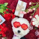 놀러오개 애견유치원 애견호텔 기흥점 이미지