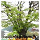 공주교육대학교부설초등학교 이미지