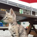 백운일출캠핑장 이미지