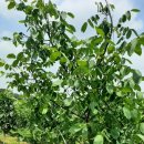 설성호두농원 이미지