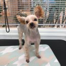 딩딩이발소 이미지