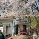 세븐일레븐 강서화곡한솔점 | 강서구 화곡동 벚꽃 명소 - 블루포트 강서대학교점