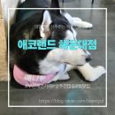 애코랜드 | 애코랜드 해운대점 대형견과 함께하는 뷰맛집 까페후기