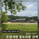 돈암서원 책판 | 청보리밭 숨은 명소 논산 돈암서원 | 5월 말 청보리 현황