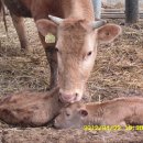 용두축사 이미지