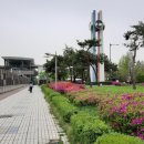 2026.4.22일(수) 당정역(골프장둘레길)-밤바위산-감투봉-무성봉-철쭉동산-산본역-금정역-안양천 이미지