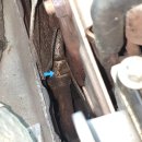 미니카센타 이미지