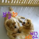 빙고 애견카페 이미지