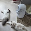 [내돈내산] 레옹펫 카사바+벤토 샌드넘버제로 실사용 후기