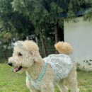힐링독 | [김포독힐링파크 후기] 강아지 수영장과 운동장까지 완벽했던 하루🐶🌿