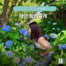 푸른초원농원 | 2025년 수국 축제 태안 팜카밀레 태안 여행 가볼만한 곳 추천