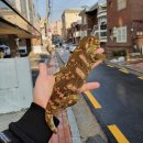 수원-0963 이미지