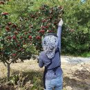 대실산사자(산사열매) 15키로만 판매합니다. 이미지
