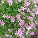 청룡초등학교 이미지