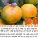 새콤 달콤 유라 조생 귤 50% 맛보기 이벤트 이미지