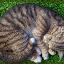 동물사랑병원 이미지