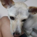 아지야가꿉으께 이미지