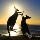 캥거루펀치 이미지