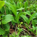 곰배령 주니네 이미지