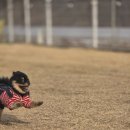 편안하개 | [양평 애견 동반 펜션] 편안하개 펜션 | 독채, 수영장, 습식사우나