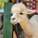 상교농장 이미지