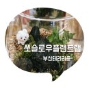 우리 집 작은 정원(홈 가드닝)만들기 | [부산 중구] 쏘슬로우 플랜트랩 sso_slow plat lab/나만의 작은 정원 테라리움