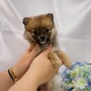 댕댕 일번가 이미지