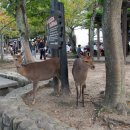 뿔들의 섬 이미지