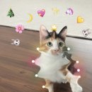 11월 마지막 주부터 시작된 크리스마스 성수 핫플 모임 후기✨🥂🎄