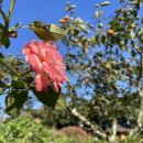 [공지] [제주동부숙소/제주애견동반펜션] 꽃피는봄날펜션🌸 소개카드 업데이트 및 3가지 약속💗🔥