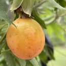 시계초(Passiflora) 사진 5 이미지