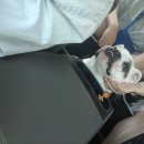 펫사랑 콜 이미지