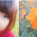 청다롱 이미지