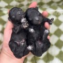 토리켄넬 이미지