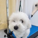 마이미미 반려견미용실 이미지