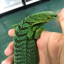 트리메이트 이미지