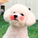 더쿠 이미지