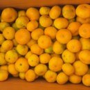 일진농장 이미지