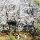 캠퍼스의 봄…숨은 벚꽃 명소천안과 아산 대학들의 봄 풍경 이미지