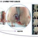 한국생약영농조합법인