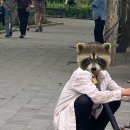 돼지삼형제 이미지