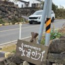 귤밭에고양이 | 제주 귤따기체험 감귤카페 귤밭스냅촬영 내돈내산 후기