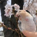 봄바람 휘날리며~🌸봄맞이 경주여행 후기🌸(힐튼경주, 대릉원, 황오당, 참치향, 영양갈비, 가마솥양푼이...