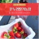 온누리 | 논산 딸기체험 온누리딸기농장 아이랑 방문 후기