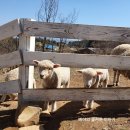 은모래목장 이미지