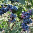 유성농장 이미지