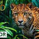 8K HDR EXOTIC JUNGLE ANIMALS – Rare Wildlife of the Rainforest 이미지