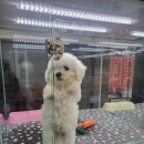 이쁘개 건강하개 이미지