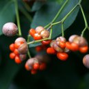 사철나무집 이미지